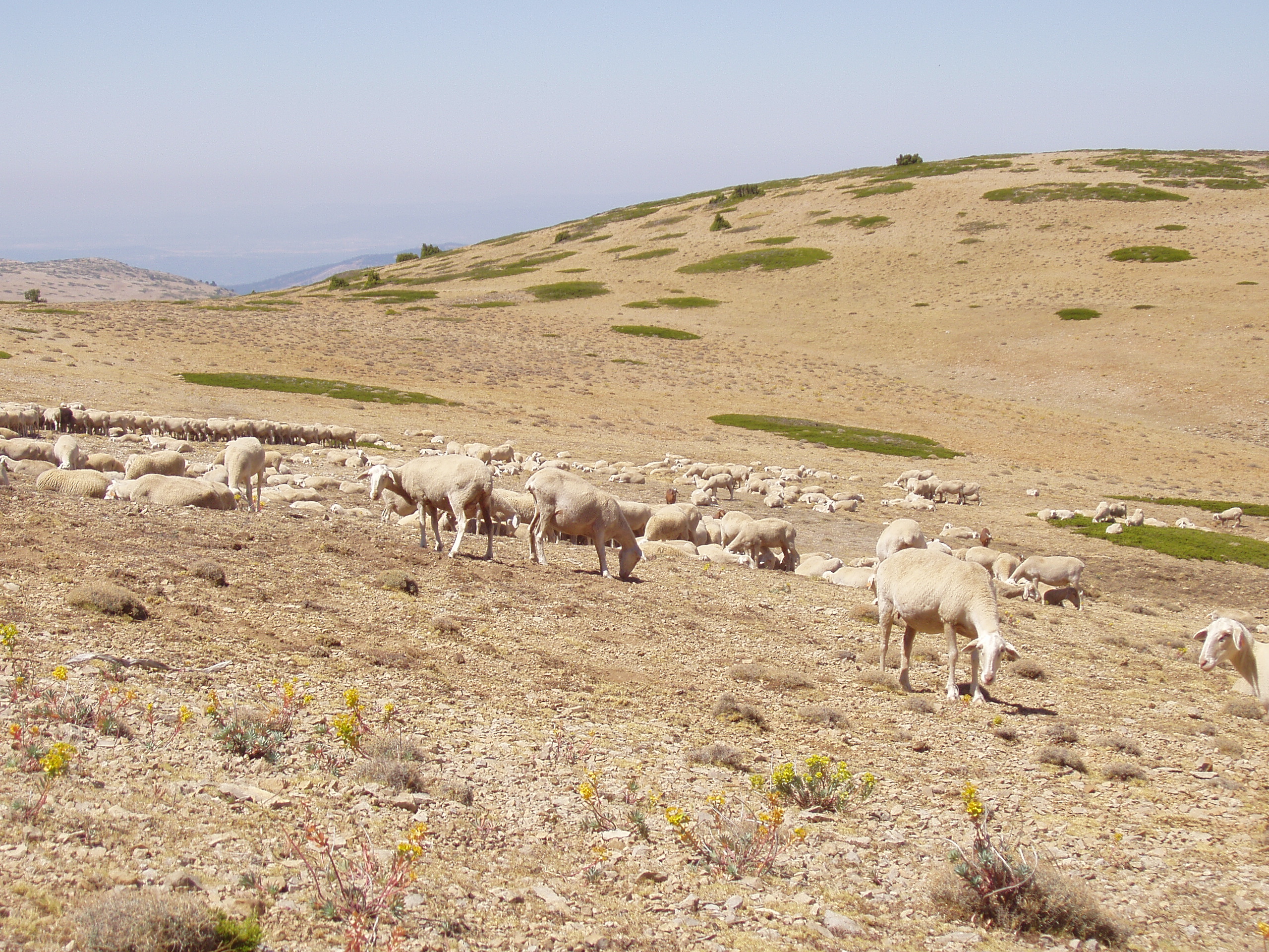 La fertilidad media del ovino en Aragón