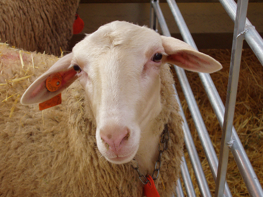 ANGRA participa en la Feria Industrial, Agrícola y Ganadera de los Monegros (FEMOGA)