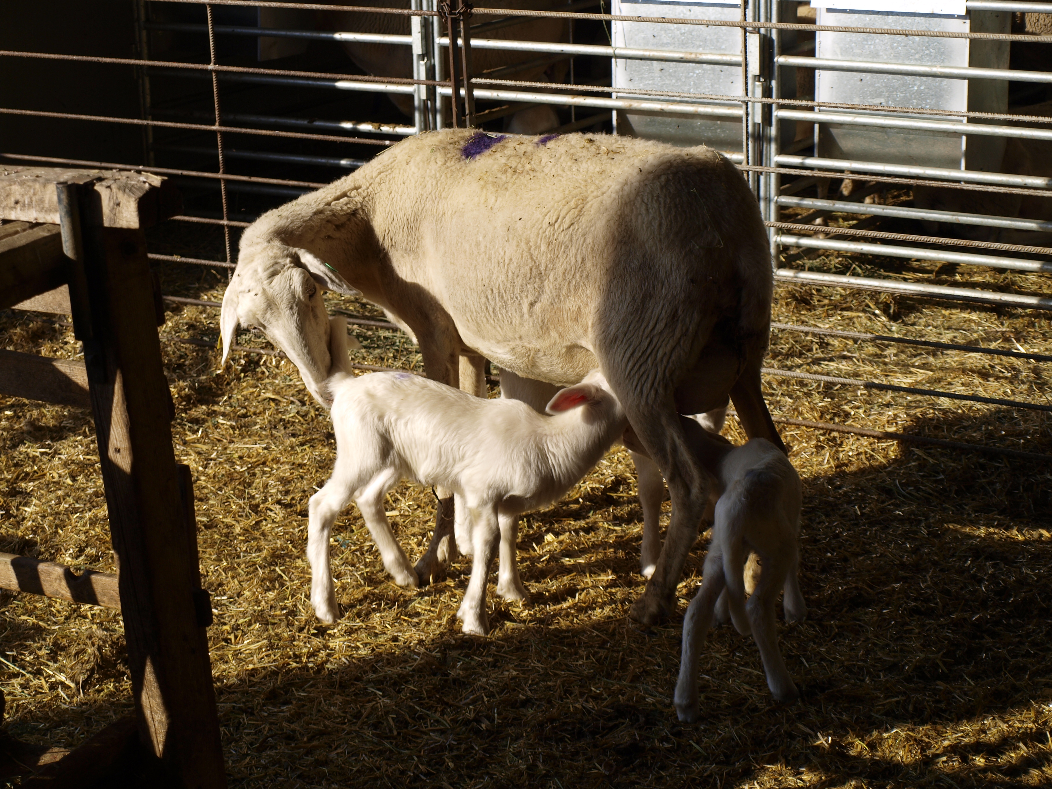 Un trabajo de fin de grado en Veterinaria concluye que los ganaderos de la Asociación Nacional de Criadores de la raza Rasa Aragonesa ANGRA están satisfechos con la utilización de ovejas portadoras del Gen ANGRA Santa Eulalia (GASE).