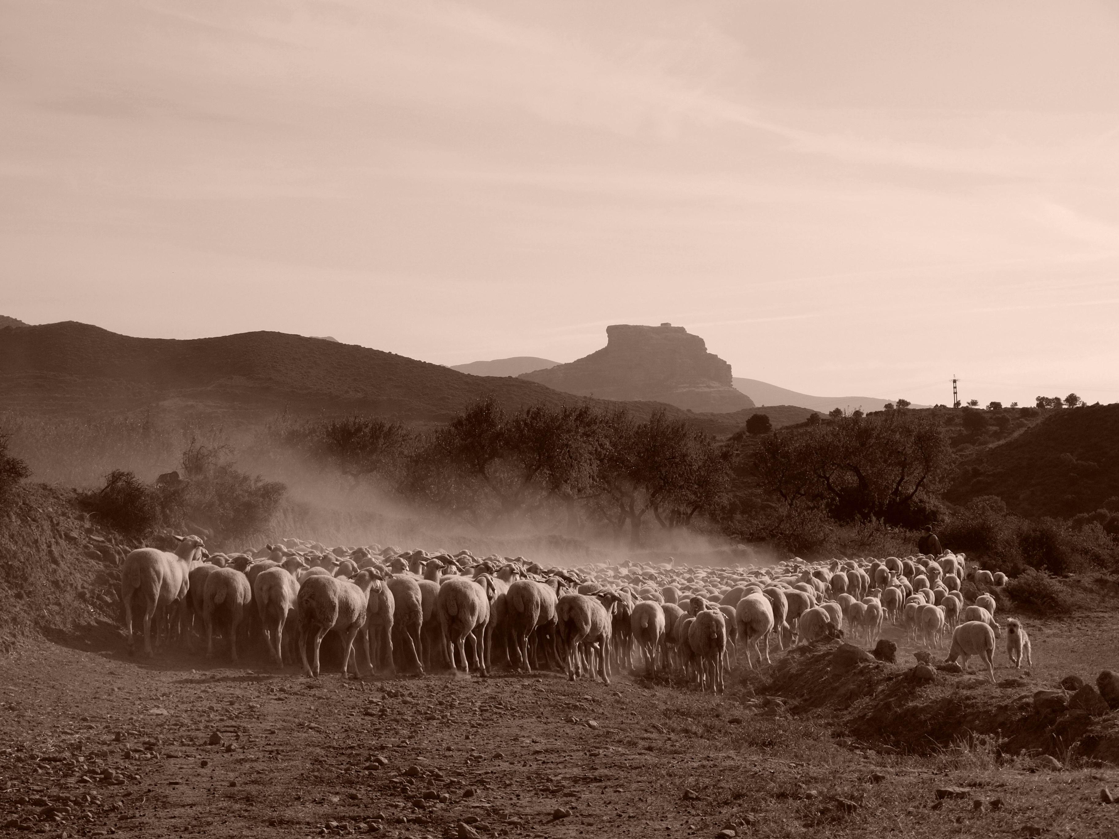 Trashumancia digitalizada desde Teruel a Jaén