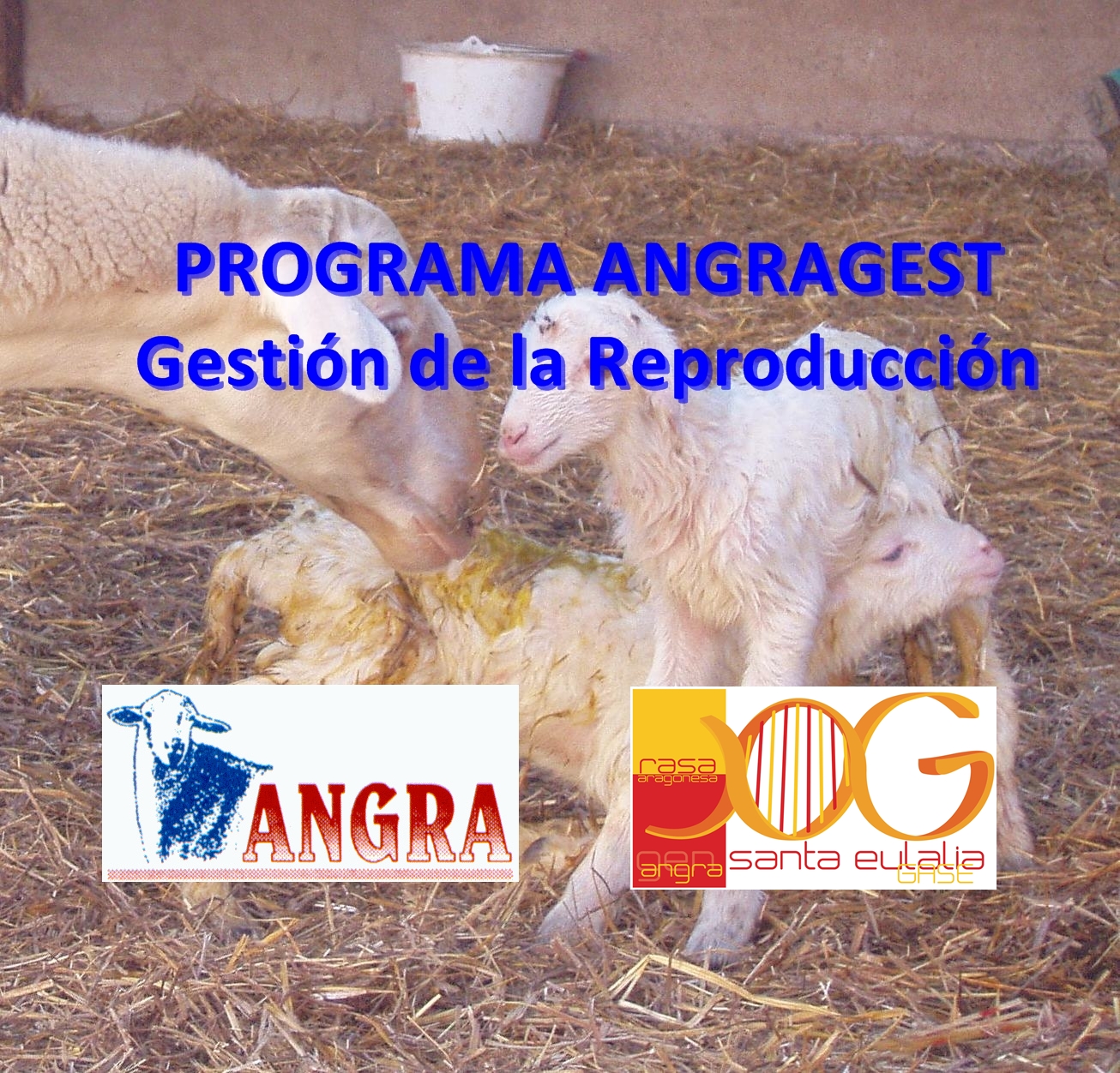 EL PROGRAMA ANGRAGEST SE CONSOLIDA CON GRAN ACEPTACION