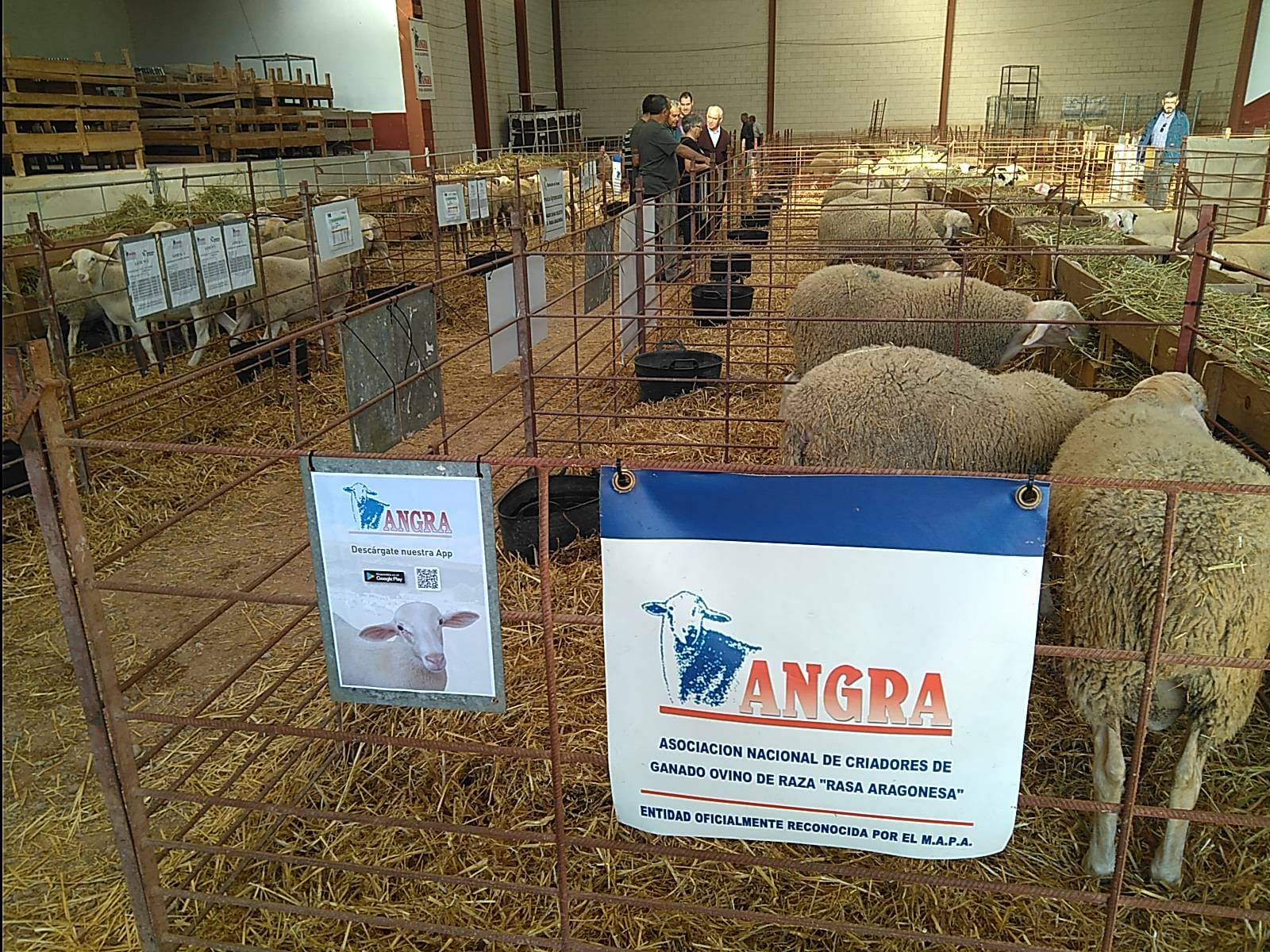 Preparados para empezar la subasta en Cedrillas