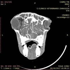 BROTE DE ADENOCARCINOMA NASAL ENZOÓTICO EN CABRAS